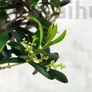 Kép 2/4 - Olea (Olajfa) bonsai lombozata