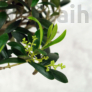 Kép 2/4 - Olea (Olajfa) bonsai lombozata