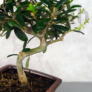 Kép 3/4 - Olea (Olajfa) bonsai törzse