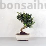 Kép 1/4 - Olea (Olajfa) bonsai