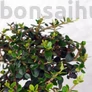 Kép 2/4 - Olea (Olajfa) bonsai lombozata