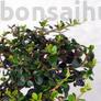 Kép 2/4 - Olea (Olajfa) bonsai lombozata