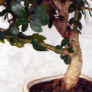 Kép 3/4 - Olea (Olajfa) bonsai törzse