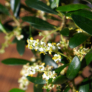 Kép 4/4 - Olea (Olajfa) bonsai virága