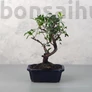 Kép 1/3 - Pistacia lentiscus (Pisztácia) bonsai