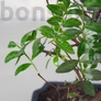Kép 3/3 - Pistacia lentiscus (Pisztácia) bonsai - lomb