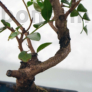 Kép 2/3 - Pistacia lentiscus (Pisztácia) bonsai - törzs