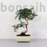 Kép 1/3 - Pistacia lentiscus (Pisztácia) bonsai