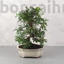 Kép 1/3 - Pistacia lentiscus (Pisztácia) bonsai
