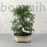 Kép 1/3 - Pistacia lentiscus (Pisztácia) bonsai