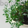 Kép 2/3 - Pistacia lentiscus (Pisztácia) bonsai - lomb