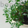 Kép 2/3 - Pistacia lentiscus (Pisztácia) bonsai - lomb