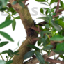 Kép 3/3 - Pistacia lentiscus (Pisztácia) bonsai - törzs