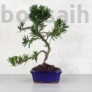Kép 1/3 - Podocarpus (Kőtiszafa) - hajlított törzsű, 15 cm