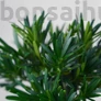 Kép 2/3 - Podocarpus (Kőtiszafa) - hajlított törzsű, 15 cm