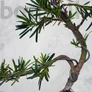 Kép 3/3 - Podocarpus (Kőtiszafa) - hajlított törzsű, 15 cm