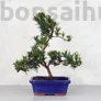Kép 1/3 - Podocarpus (Kőtiszafa) - hajlított törzsű, 20 cm