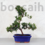 Kép 1/3 - Podocarpus (Kőtiszafa) - hajlított törzsű, 20 cm
