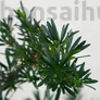 Kép 2/3 - Podocarpus (Kőtiszafa) - lomb