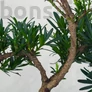 Kép 3/3 - Podocarpus (Kőtiszafa) - törzs