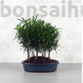 Kép 1/3 - Podocarpus (Kőtiszafa) - erdő, 20 cm