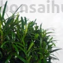 Kép 2/3 - Podocarpus (Kőtiszafa) - hajlított törzsű, 20 cm