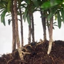 Kép 3/3 - Podocarpus (Kőtiszafa) - hajlított törzsű, 20 cm
