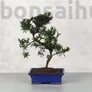 Kép 1/3 - Podocarpus (Kőtiszafa) - hajlított törzsű, 25 cm