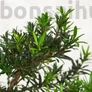Kép 2/3 - Podocarpus (Kőtiszafa) - lomb