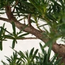 Kép 3/3 - Podocarpus (Kőtiszafa) - törzs