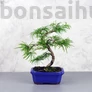 Kép 1/3 - Pseudolarix (Kínai aranyfenyő) bonsai