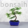 Kép 1/3 - Pseudolarix (Kínai aranyfenyő) bonsai