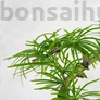 Kép 3/3 - Pseudolarix (Kínai aranyfenyő) bonsai, lomb