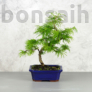 Kép 1/3 - Pseudolarix (Kínai aranyfenyő) bonsai
