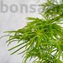 Kép 3/3 - Pseudolarix (Kínai aranyfenyő) bonsai, lomb
