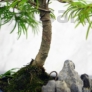 Kép 2/3 - Pseudolarix (Kínai aranyfenyő) bonsai, törzs