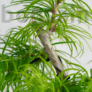 Kép 3/3 - Pseudolarix (Kínai aranyfenyő) bonsai, lomb