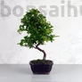 Kép 2/6 - Pyracantha (Tűzövis) bonsai, termés nélkül