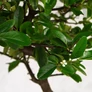 Kép 3/6 - Pyracantha (Tűzövis) bonsai, lomb