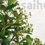 Kép 5/6 - Pyracantha (Tűzövis) bonsai, termés kezdemény