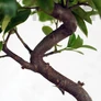 Kép 4/6 - Pyracantha (Tűzövis) bonsai, törzs