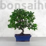 Kép 2/5 - Pyracantha (Tűzövis) bonsai, termés nélkül
