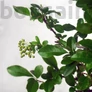 Kép 4/5 - Pyracantha (Tűzövis) bonsai, lomb