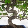 Kép 5/5 - Pyracantha (Tűzövis) bonsai, törzs