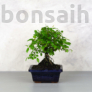 Kép 1/3 - Sagaretia (Kínai édesszilva) bonsai 