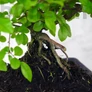 Kép 3/3 - Sageretia (Kínai édesszilva) bonsai 