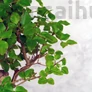 Kép 2/3 - Sageretia (Kínai édesszilva) bonsai 