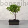 Kép 1/3 - Sagaretia (Kínai édesszilva) bonsai 