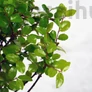 Kép 3/6 - Közepes bonsai csomag - Sageretia, egyenes törzsű bonsai fával