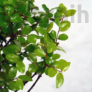 Kép 2/3 - Sagaretia (Kínai édesszilva) bonsai - lomb